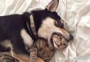 新手训猫小爆料视频大全,揭秘视频大全中的实用技巧与经验分享